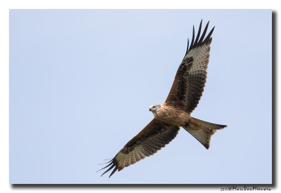 Rode Wouw - Red Kite 20170921