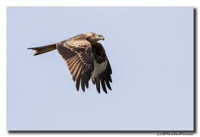 Rode Wouw - Red Kite 20170921