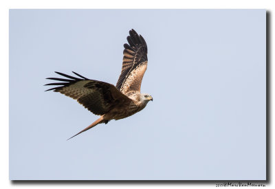 Rode Wouw - Red Kite 20170921