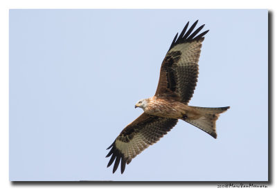 Rode Wouw - Red Kite 20170921