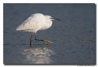 Kleine Zilverreiger - Little Egret 2017