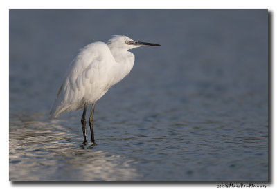 Kleine Zilverreiger - Little Egret 2017