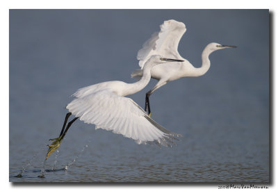Kleine Zilverreiger - Little Egret 2017