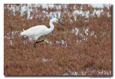 Kleine Zilverreiger - Little Egret 2017