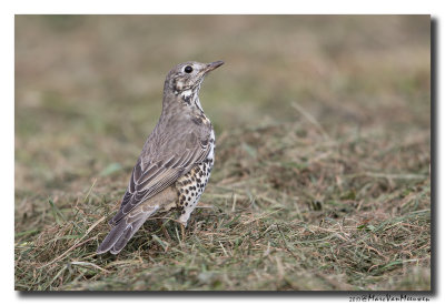 Grote Lijster - Mistle Thrush 20170922