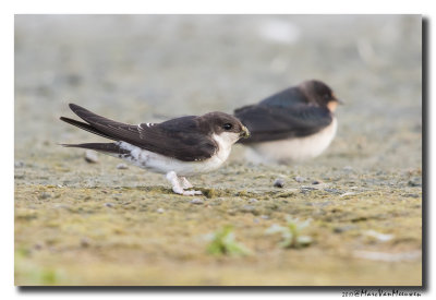 Huiszwaluw - House Martin 20170810