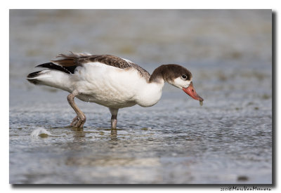 Bergeend - Shelduck 20170725