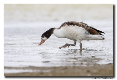 Bergeend - Shelduck 20170725