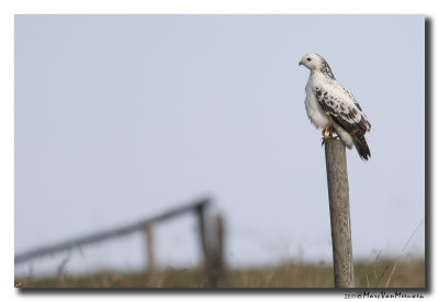Buizerd - Buzzard 20170922
