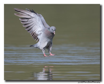 Holenduif - Stock Dove 20170828