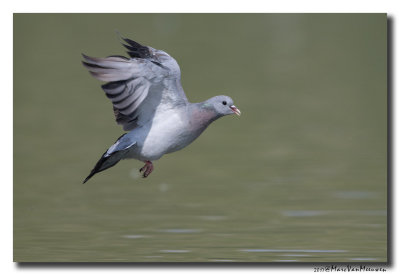 Holenduif - Stock Dove 20170828