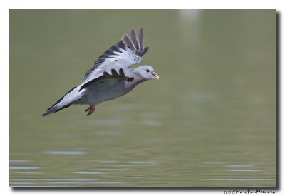 Holenduif - Stock Dove 20170828