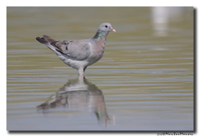 Holenduif - Stock Dove 20170828