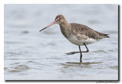 Grutto - Black-tailed Godwit 20170731