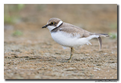 Kleine Plevier - Little Ringed Plover 20170810