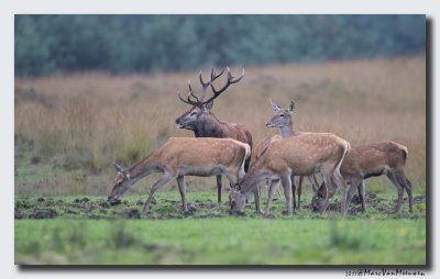 Edelhert - Red Deer 20170929