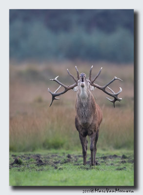 Edelhert - Red Deer 20170929