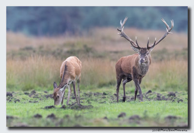 Edelhert - Red Deer 20170929