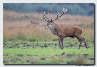 Edelhert - Red Deer 20170929