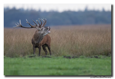 Edelhert - Red Deer 20170929