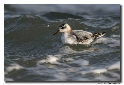 Rosse Franjepoot - Grey Phalarope 20171012