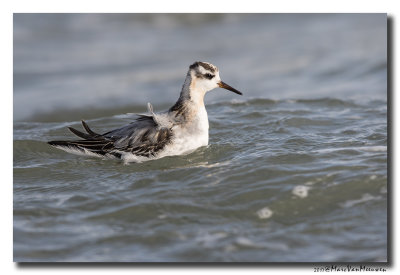 Rosse Franjepoot - Grey Phalarope 20171012