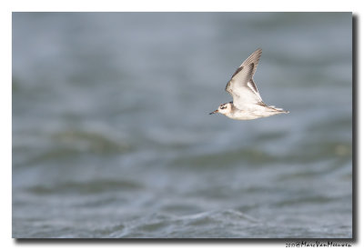 Rosse Franjepoot - Grey Phalarope 20171012