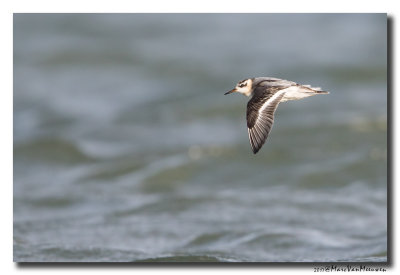 Rosse Franjepoot - Grey Phalarope 20171012