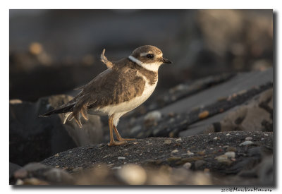 Bontbekplevier - Little Ringed Plover 20171012