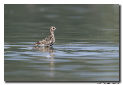 Goudplevier - Golden Plover 20170828
