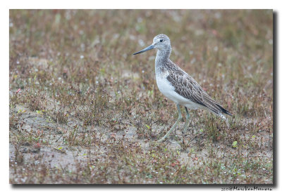 Groenpootruiter - Greenshank 20170919