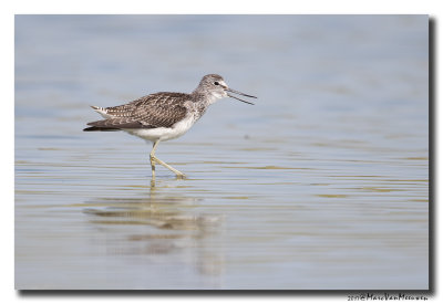 Groenpootruiter - Greenshank 20170828