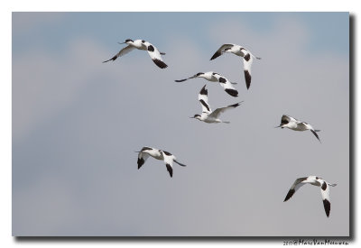 Kluut- Pied Avocet 20170731