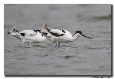 Kluut- Pied Avocet 20170731