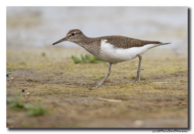 Oeverloper - Sandpiper 20170731