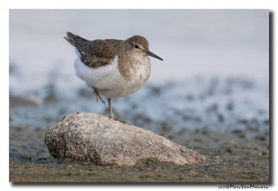 Oeverloper - Sandpiper 20170810