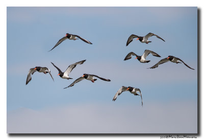 Scholekster - Oystercatcher 20170731