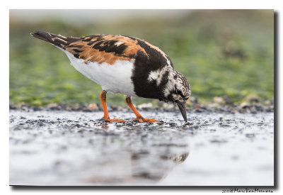 Steenloper - Ruddy Turnstone 20170816