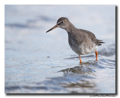 Tureluur - Redshank 20170915