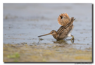Watersnip - Snipe 2017