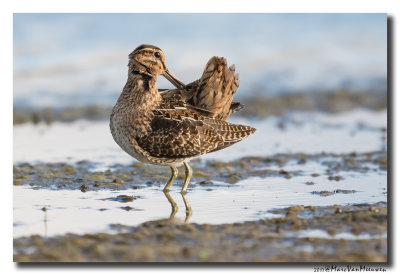 Watersnip - Snipe 2017