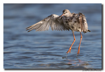 Zwarte Ruiter - Spotted Redshank 2017