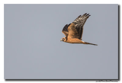 Steppekiekendief - Pallid Harrier 20171016