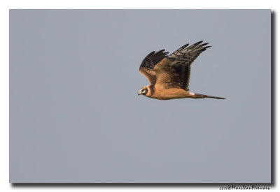 Steppekiekendief - Pallid Harrier 20171016