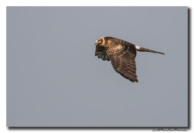 Steppekiekendief - Pallid Harrier 20171016