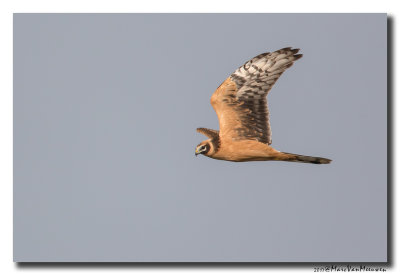 Steppekiekendief - Pallid Harrier 20171016