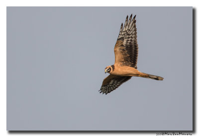 Steppekiekendief - Pallid Harrier 20171016
