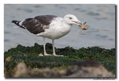 Grote Mantelmeeuw - Great Black-backed Gull 20170810
