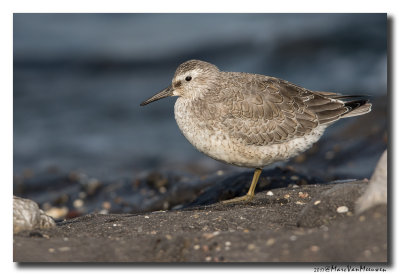 Kanoet - Red Knot 20171016