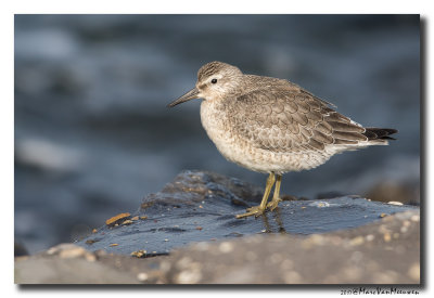 Kanoet - Red Knot